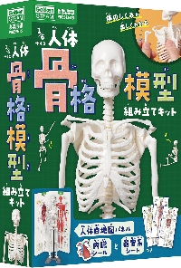 骨格模型をつくる　上肢モデル　1-4 デアゴスティーニ　非売品 1／6サイズ人体骨格模型組み立てキット|坂井建雄|学研プラス
